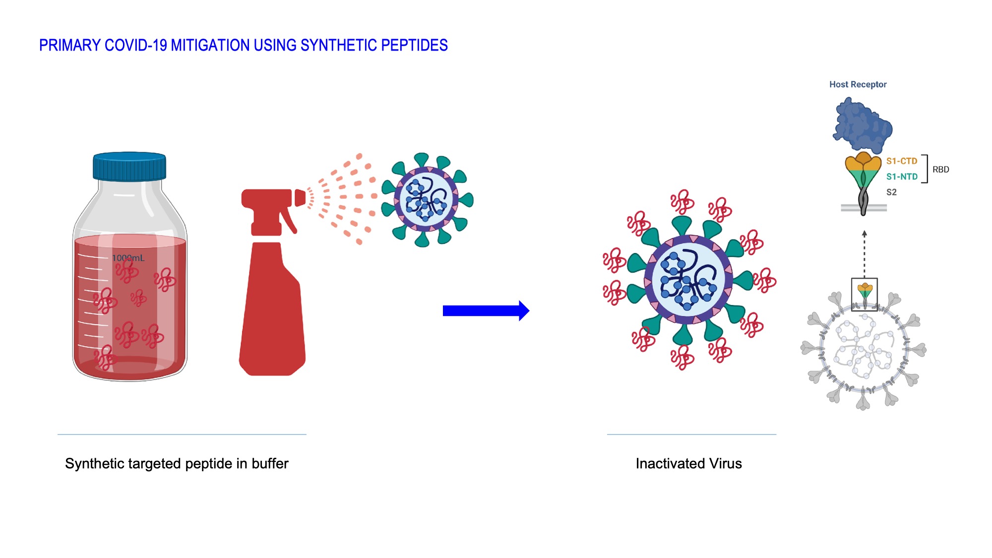 PRIMARY COVID-19 MITIGATION USING SYNTHETIC PEPTIDES. Synthetic targeted peptide in buffer. Inactivated virus.